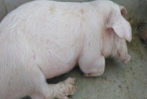 猪口蹄疫会不会传染给牛，会传染给牛