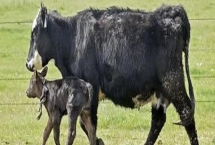 牛的繁殖方法，可进行人工或自然配种