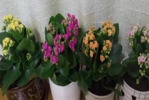 养花长得茂盛的方式，生长过程中要接受充足的光照