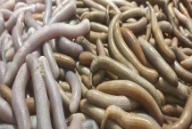 泥丁和沙虫的区别，泥丁外观像钉子、沙虫外观像肠子