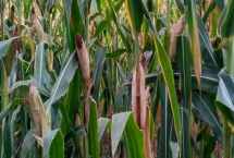 先丰1316玉米种子产量表现，出苗至成熟127天