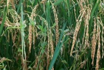 北0619水稻品种特性，全生育期150.0天