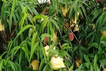 凤桥水蜜桃的上市时间,通常为每年的6-8月份