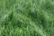 鼠茅草的产地，北美退化草原是主要分布区