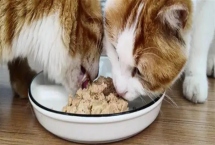 给猫咪喂食猫草片的作用，可帮助猫咪将体内堆积的毛球