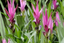 姜荷花花谢了怎么办,花谢了之后需要及时修剪