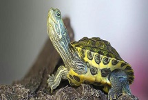 巴西龟的产蛋数量，一次可产下6-11枚左右