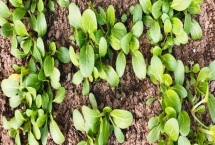 油菜僵苗的原因及防治方法，需对症防治