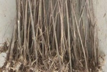 杈杷果苗的价格，各地区的售价有差异