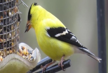 如何让黄雀快速服笼，让其熟悉环境一周左右不要打扰