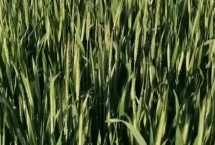 定丰20号小麦种子特征介绍，生育期111天