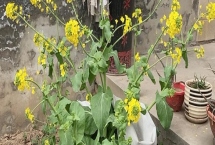 白菜会不会开花，会开出鲜黄色的花朵