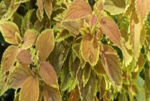 彩叶草叶子发黄怎么办，浇水要充足