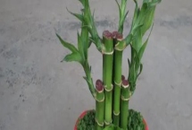 富贵竹怎么养，适宜生长在半阴的环境下