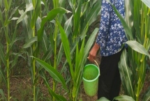 种玉米施什么肥好,整个生长周期对氮肥的需求量最多