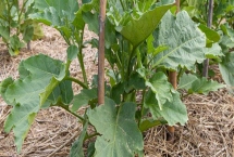 佛手瓜怎么种植，用温水浸种1小时再播种