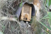 南方如何诱蜂及注意事项,利用蜂蜡可吸引侦查蜂