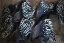 特种豪猪引种与驯化要注意什么，引种需选择正规厂家