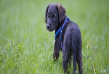 狗狗肚子怎么是紫色的，可能是局部淤血、天气寒冷或疾病原因