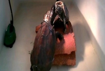 草龟互咬怎么办，可更换容器或分开饲养