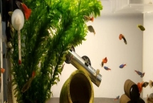 斑马鱼和孔雀鱼能混养吗，斑马鱼和孔雀鱼可以一起养