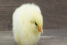 鸡苗多大能散养，1-2个月左右即可