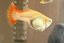 孔雀鱼产仔完需多长时间，一般需要3-6个小时