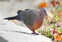 斑鸠的养殖前景，市场需求一直在稳定上升