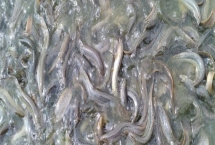 泥鳅吃什么,人工养殖可投喂米糠、豆饼、豆渣等