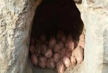 如何地窖贮藏地瓜，入窖前需重新挖窖