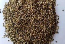 哪里可以购买梭梭种子,可在电商平台或当地的苗木市场购买