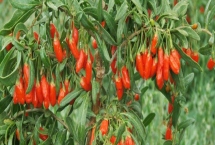 枸杞在哪里有产,我国宁夏是全国范围内最大的产地