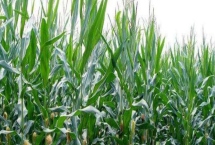 延科368玉米种子产量特性，中抗穗腐病