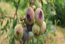 蓝莓僵果病的危害症状，感病的花会变成灰白色