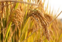 龙稻363水稻种子产量特性，该品种主茎14片叶