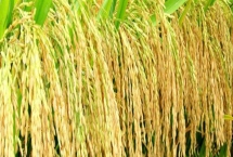 清优粤禾丝苗水稻品种的特性，注意及时防治病虫害