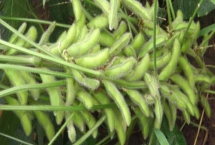 龙垦3401大豆种子产量表现，在适应区5月上旬播种