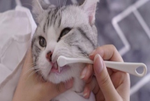 怎么给猫咪做口腔护理，一般是先用手指给它刷牙