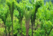 魔芋如何种植，用种芋播种是最常用