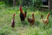 散养鸡如何养殖，养鸡时要选择合适的鸡苗