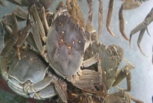 洪湖市大闸蟹为什么品质佳，当地有着苛刻的水域环境