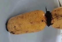 粉藕和脆藕有什么区别,粉藕颜色偏黄、脆藕颜色偏白 粉藕和脆藕有什么区别,粉藕颜色偏黄、脆藕颜色偏白