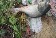 钓鲢鳙的适宜时间,夏季全天均可作钓