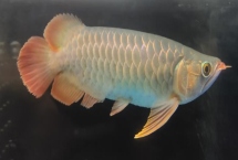 龙鱼会撑死吗，属于有胃鱼不会撑死