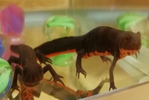 东方蝾螈又叫什么,是我国特有物种