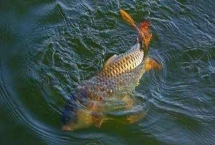 鲤鱼的寿命有多少年，有人把鲤鱼当作神物