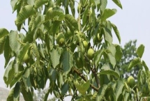 春季核桃种植注意事项，在春季未萌芽之前要及时浇水一次