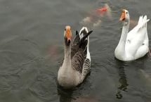 养鹅吃什么饲料,不同生长阶段的鹅饲料不同