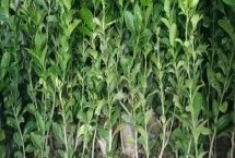 香橼果苗的价格，产地不同价格不同