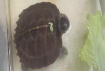 怎么养亚巨龟才能让它快速生长,需保持干净的水质和适宜的温度